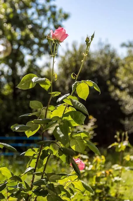 Apartman Teta Anka Opatija
